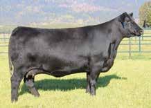 Lot 20 descends from a maternally superior line of females and was produced from a beautiful uddered 338 daughter.