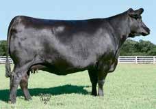 Blackcap 0390 is a powerful and proven daughter of the growth and CW sire, Upward and stems from the $220,000 valued Deer Valley Farm and Vintage Angus donor, New Design 4212.