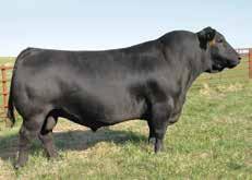 60 23e Rubicon x B84 heifer pregnancy due: 4/2018 QUAKER HILL RAMPAGE 0A36 V A R RUBICON 5414 QHF BLACKCAP 6E2 OF 4V16 4355 PICK OF ET HEIFERS and natural fleshing ability, with thickness, muscle,