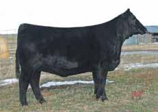 The sire of the Lot 23E heifer calves, V A R Rubicon 5414, is the number 2 option available from ORIgen as of this writing for REA EPD, this top 1% source of WW EPD ranks top 2% for YW EPD, hot CW