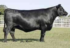 His dam has surpassed $3 million in progeny sales at Vintage Angus to set a new record at Vintage, and her three natural calves record an average birth ratio of 94, an average weaning ratio of 116,