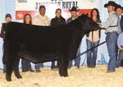 HEIFER EMBRYOS The elite Angus donor dam of the IVF embryos selling as Lots 27A through 27C, J&J Queen 414, has been proclaimed by many as Northern Improvement s greatest daughter.
