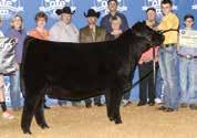 Progeny of 414 have dominated the show circuit and recently include: the 2015 Oklahoma Youth Expo Supreme Champion Female, sired by First Class and shown by the Myers family, that was also a division