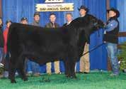 Denver; the 2016 Fort Worth and 2015 NAILE and American Royal Grand Champion Percentage Simmental Bull, Stock Broker; the Reserve Grand Champion Percentage Bull at the 2012 Simmental Breeder s
