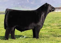 A maternal sib to these embryos by GOET I-80, Shultz BA Queen Madi 3C, was the $50,000 valued selection of Jaden Johnson from the Fall 2015 Texas Limited Edition Sale.