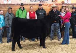35D is following in the footsteps of her famous dam, SHULTZ LOOKOUT 414 35A, the donor dam of the lot 28A and 28B embryos and who was shown successfully by Brooke Adams being named: Grand Champion