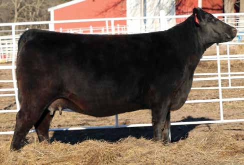 1012, sold in the 2004 Bases Loaded Sale in Denver for $200,000 for half interest and was named ROV Dam of the Year (Embryo Transplant) for that same season.