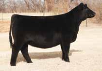 EMBRYOS The proven donor dam of Lots 31A and 31B is an impeccably structured, big hipped, moderate framed donor that sold for $25,000 to the partnership of Burns Angus, Wiederstein Pure Angus and