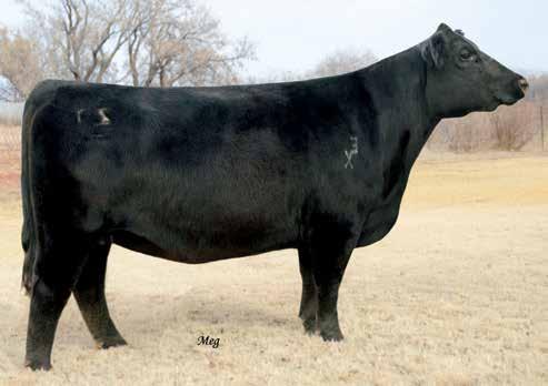 0927 is a direct daughter of the famed 2003 Denver Champion Female, Greens Princess 1012.