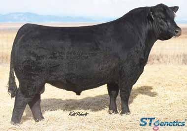 50 Combining the $580,000 high-selling bull of the 2017 Baldridge Brothers Bull Sale, Baldridge Colonel C251, with the Henrietta Pride cow family could put you on the ground floor of breed changing