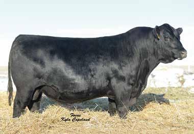 BASIN PAYWEIGHT 1682 Sire of Lot 34 EMBRYOS MALSONS PHANTASY 64A Dam of Lot 34 NORTH CAMP 34 Payweight x 64A 5 embryos BASIN PAYWEIGHT 006S BASIN PAYWEIGHT 1682 21AR O LASS 7017 VERMILION PAYWEIGHT