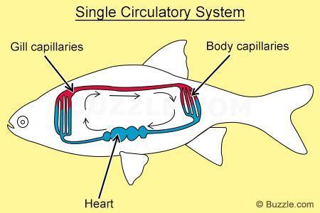 Fish Circulatory System Fish have a closed circulatory system.