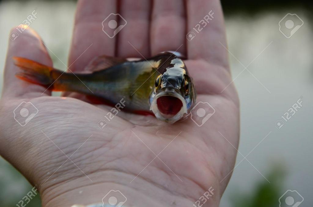 Structural Adaptations and beneficial circulatory system One of the perch s structural adaptations is their gills.