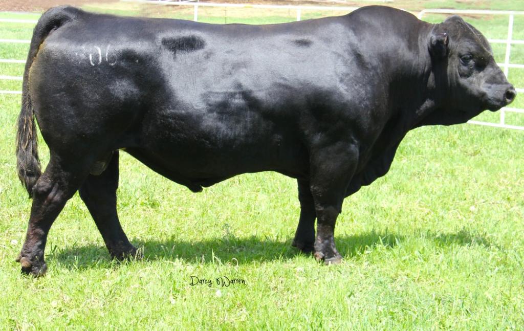 Adkins gelbvieh Gelbvieh &balancer performance genetics 2015 Bull Sale Catalog Yearling & 2-yr.