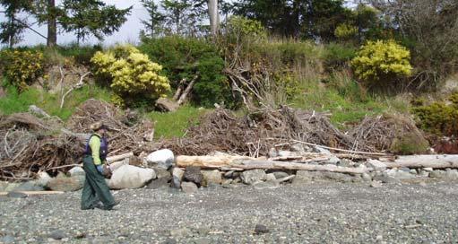 habitat. Eradicate invasive species, and cease dumping yard waste onto the beach.