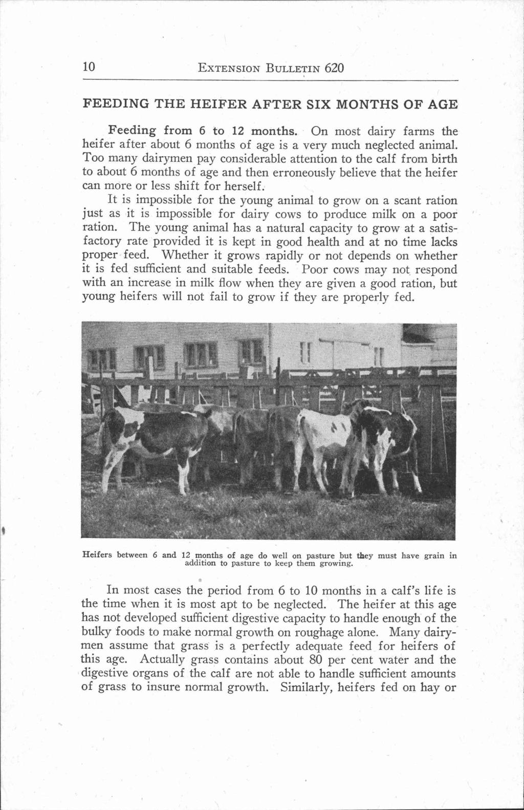 10 EXTENSION BULLETIN 620 FEEDING THE HEIFER AFTER SIX MONTHS OF AGE Feeding from 6 to 12 months. On most dairy farms the heifer after.