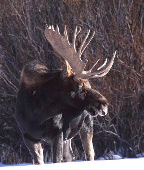 HUNTING INFORMATION ELK Colorado is home to some of the largest elk herds in North America. Elk hunting is one of our most popular hunts but typically is not classified as a trophy hunt.