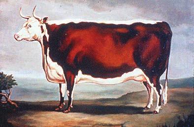 EAN-003 11/14 Texas Adapted Genetic Strategies for Beef Cattle V: Type and Breed Characteristics and Uses A 1700s painting of the foundation cow of an early cattle breed.