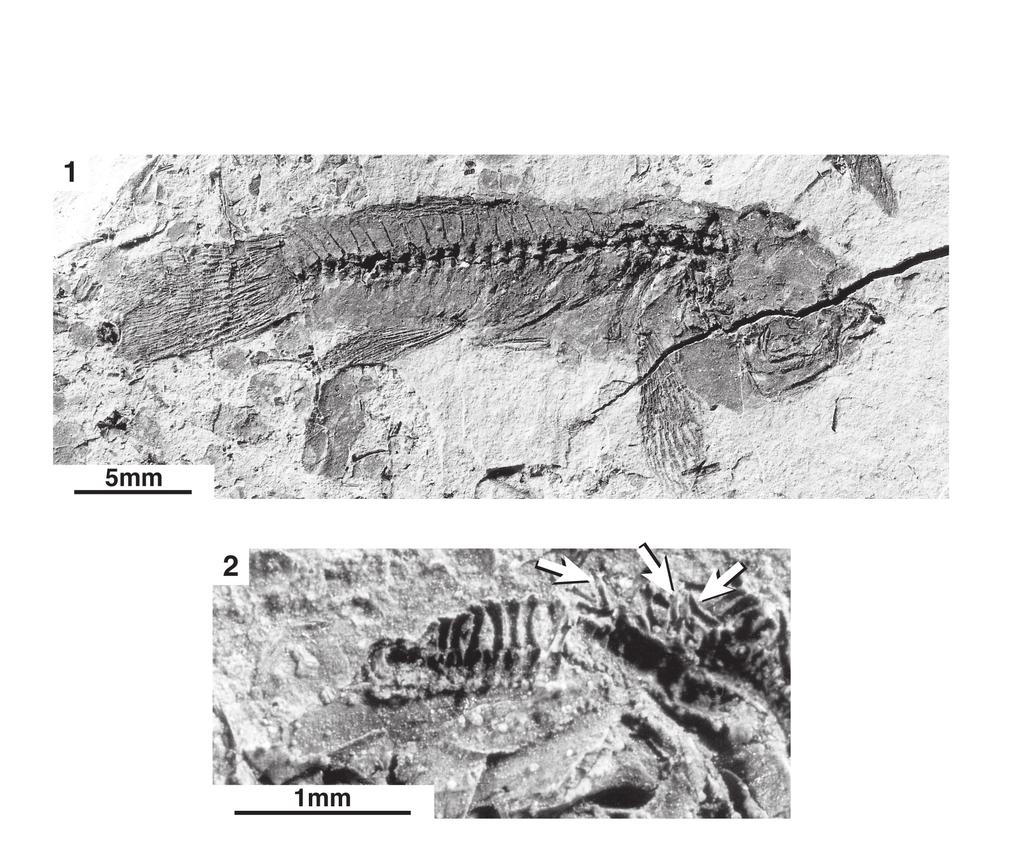 Plate 2. Prolebias egeranus Laube Fig. 1. General view of specimen NMP Pc 1882, from Kaceřov, kept in the Department of Palaeontology of the National Museum (Národní Muzeum), Prague. Fig. 2. Pelvic fin of specimen Pc 573, from Mlýnek, kept in the Department of Palaeontology of the National Museum (Národní Muzeum), Prague.