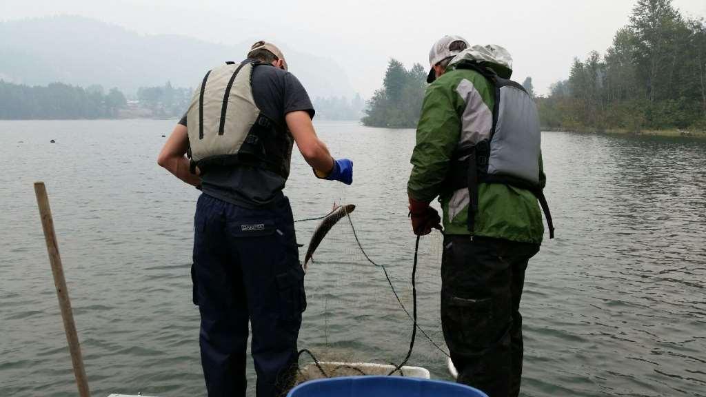 Gill netting in the Robson Reach