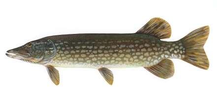 Northern Pike biology Non-native, invasive species in southeastern BC Illegal introductions into US portion of Pend d Oreille