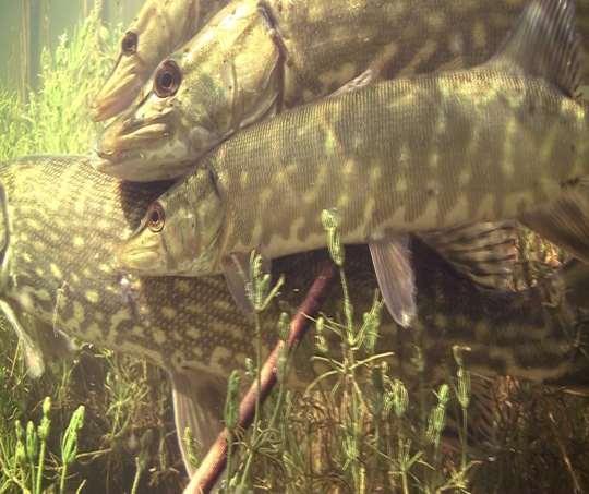 Northern Pike Spawning Optimal habitat within grasses and sedges in shallow, sheltered areas