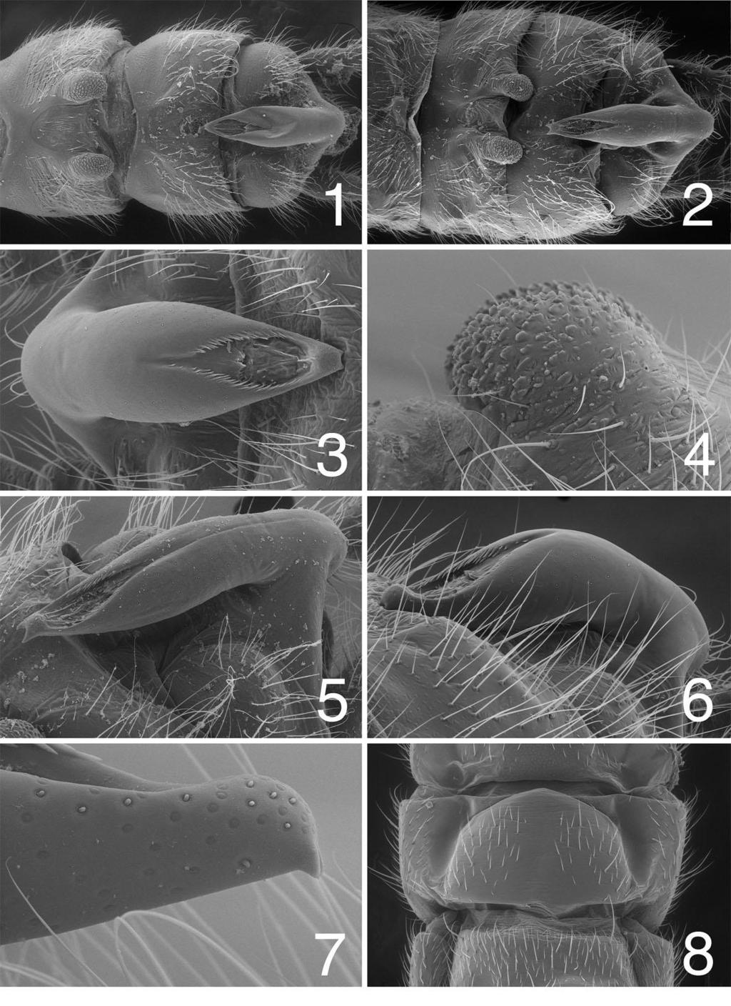 Figs. 1-8. Capnia umpqua, adult terminalia, scanning electron micrographs. 1. male terminalia, dorsal, Umpqua River, Oregon; 2. male terminalia, dorsal, Trabuco Creek, California; 3.