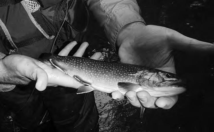 NORWALK RIVER Native brook trout are a rare and special treat on the Norwalk River section of the stream.