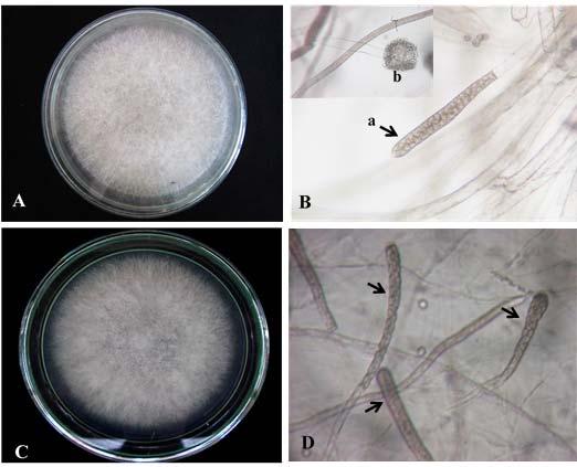 Hình 2: Đặc điểm hình thái vi nấm Achlya sp. và Saprolegnia sp. nhiễm trên cá tra giống A: Khuẩn lạc Achlya sp.