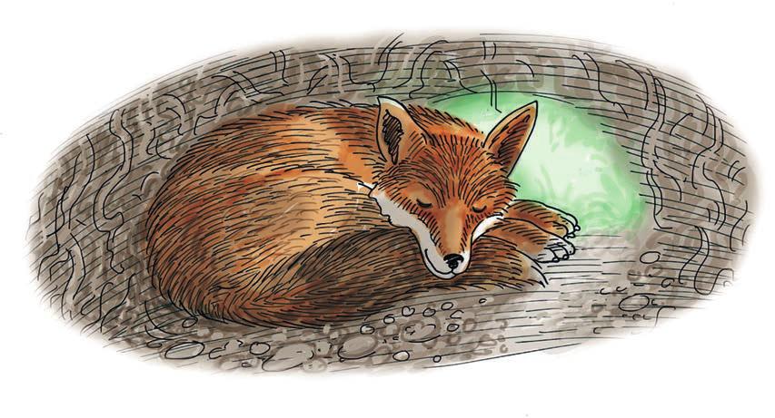 Fox made his way slowly along the path, stopping to eat each fish as he went. His tummy was fuller than it had been for days. Meanwhile, Heron Feather had arrived at Swaying Reed s house.