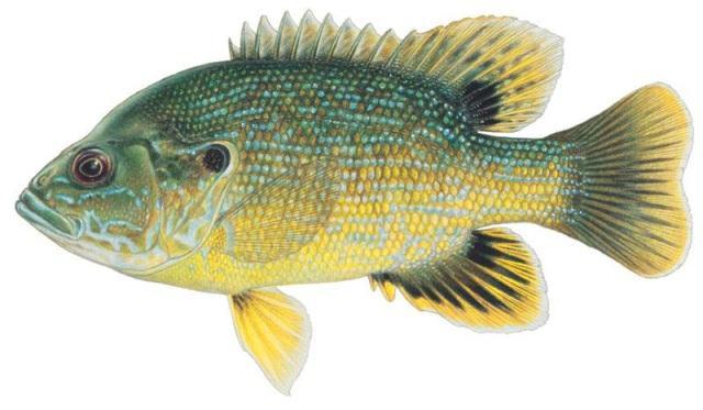 Green sunfish (Lepomis cyanellus) Found throughout the state in streams, rivers, ponds, and reservoirs. Can tolerate turbidity, low oxygen levels, and high temperatures.