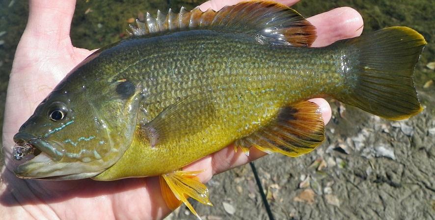 Eats small fish and crayfish as well as aquatic insects Nesting habits are similar to bluegill Hybridization between bluegill and green sunfish is common Identifying