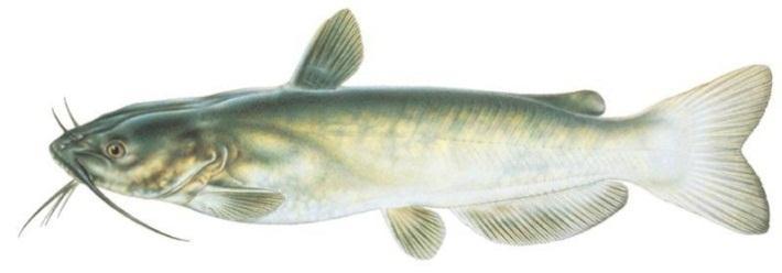 Channel catfish (Ictalurus punctatus) Catfish do not have scales.
