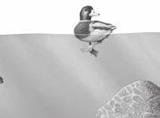 Critical Thinking 6. Apply Concepts If the duck in the figure weighed 10 N, would more or less of the duck be underwater?