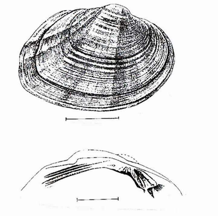 Atlantic pigtoe mussel Fusconaia masoni Concern Concern Endangered Unlisted (Note: Top drawing shows details of external shell; bottom drawing shows interior hinge area with teeth.