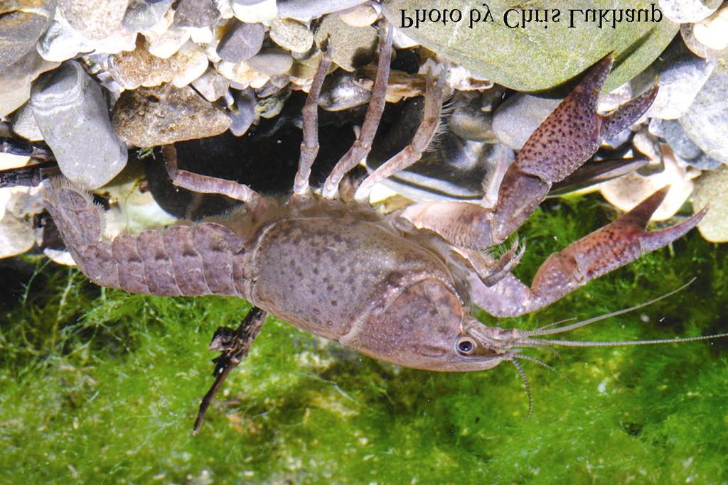 Broad River Burrowing Crayfish Distocambarus devexus Unlisted Unlisted Threatened Unlisted GENERAL DESCRIPTION: The overall color of the Broad River burrowing crayfish is tan to brownish with dark