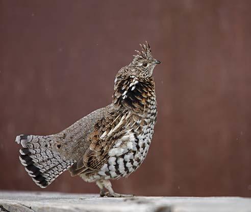determining comparable trends. Due to the depressed population size throughout much of northern Nevada, ruffed grouse hunting is expected to be poor to fair for the upcoming 2017 season.