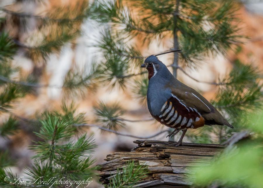 MOUNTAIN QUAIL Season Structure and Limits The 2016-2017 mountain quail season was 121 days, extending from October 8, 2016 to February 5, 2017.
