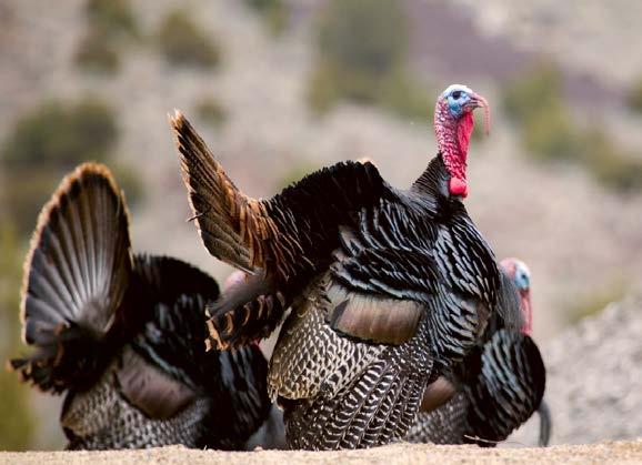 WILD TURKEY Season Structure and Limits The 2017 spring turkey season lasted 44 days, extending from March 25 May 7, 2017 for most open units throughout the state.