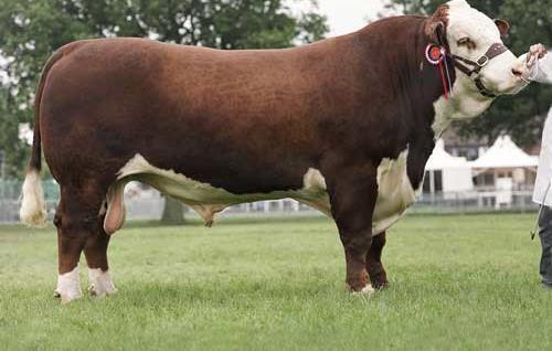 Hereford & Polled Hereford Color(s): brownish red with a white face, chest,