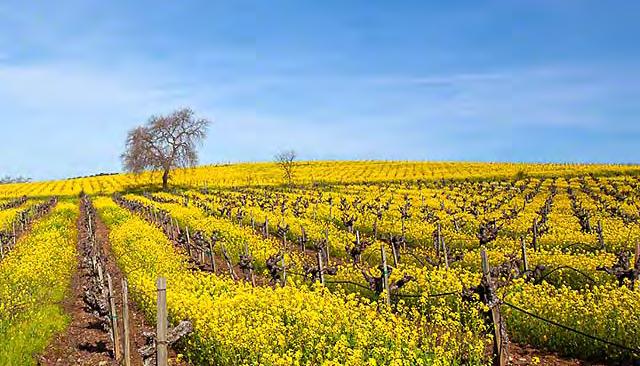 March 11, 2018 The 5K to Rebuild Wine Country will take place on Sunday, March 11 on the Napa Valley College Campus. The Bay Area community is well known for its assistance to those in need.