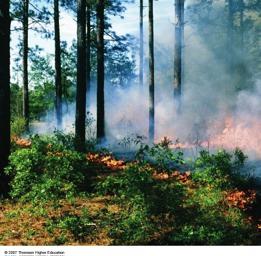 Types and Effects of Forest Fires Ø Depending