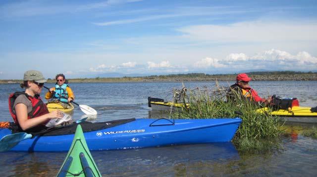 267 miles of shoreline in Puget Sound for Spartina anglica Surveys conducted by volunteers and