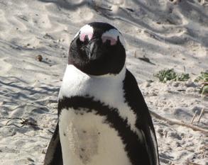 Their ideal range is 40 to 80 F. Are the penguins outside today? Do you think the penguins are enjoying today s weather? Look around the penguin exhibit. What can they do if it gets too hot?