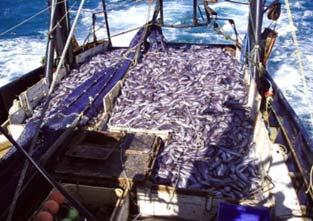 New Zealand fisheries Species commercially fished: 130