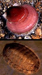 Includes 4 classes --- Polyplacophora (chitons), Gastropoda