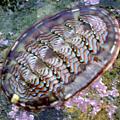 CLAM, CHITON, & SQUID All marine Have a shell divided into 8