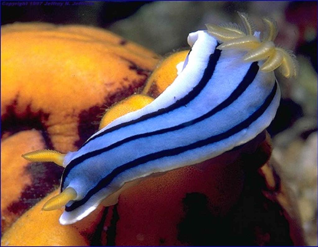 Nudibranch * Marine slug * Lacks shell NUDIBRANCH Class Bivalvia or Pelecypoda Sessile or sedentary Includes marine clams, oysters, shipworms, & scallops and
