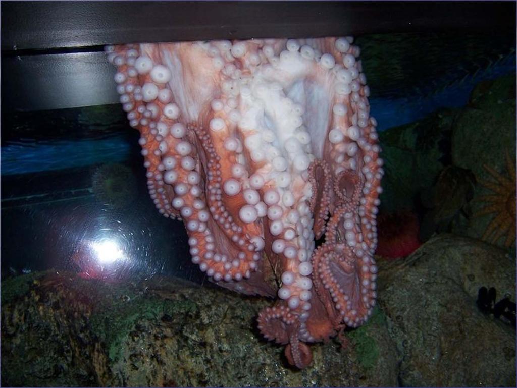 Octopi are extremely intelligent creatures and have been known to learn to