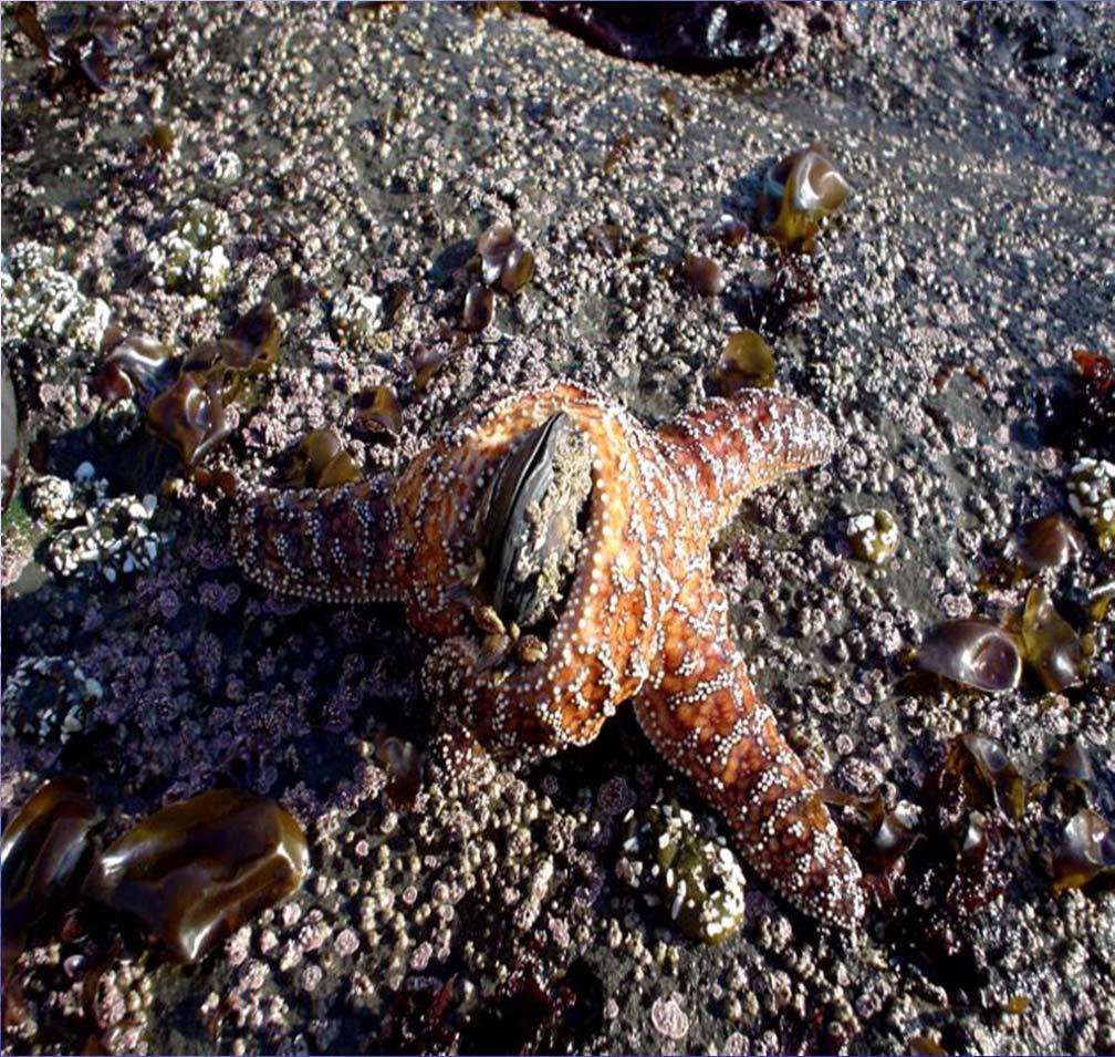 Ecological Roles of Mollusks Mollusks are part of the Starfish eating (digesting) a mussel aquatic food chain (see picture to left) Many mollusks are keystone species, if their numbers decrease the